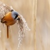 Sykorice vousata - Panurus biarmicus - Bearded Reedling o3406